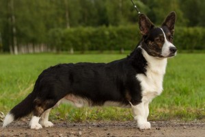 jore