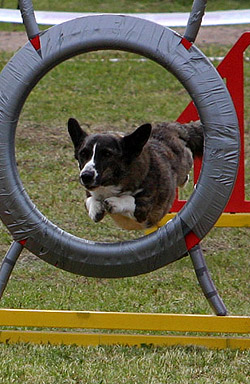 Unssi agilityn SM-kisoissa 2007