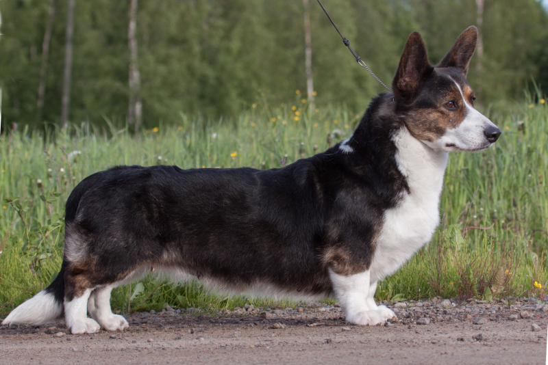 BigWoodsCatwalk_17062014 042