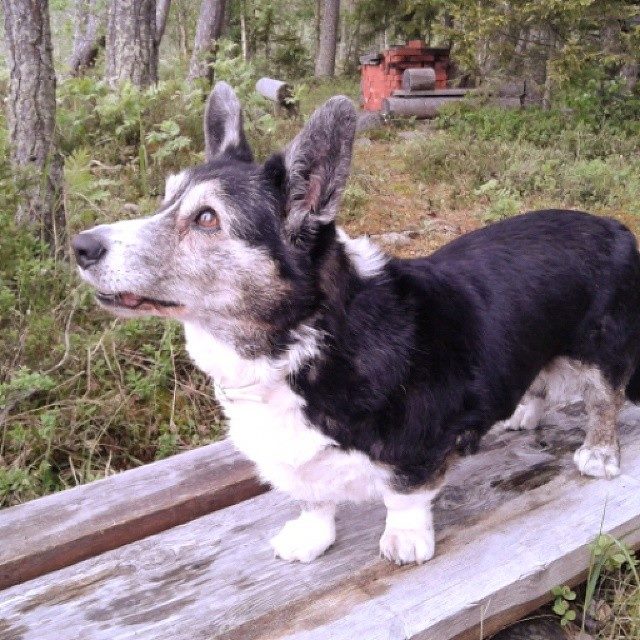 ronja